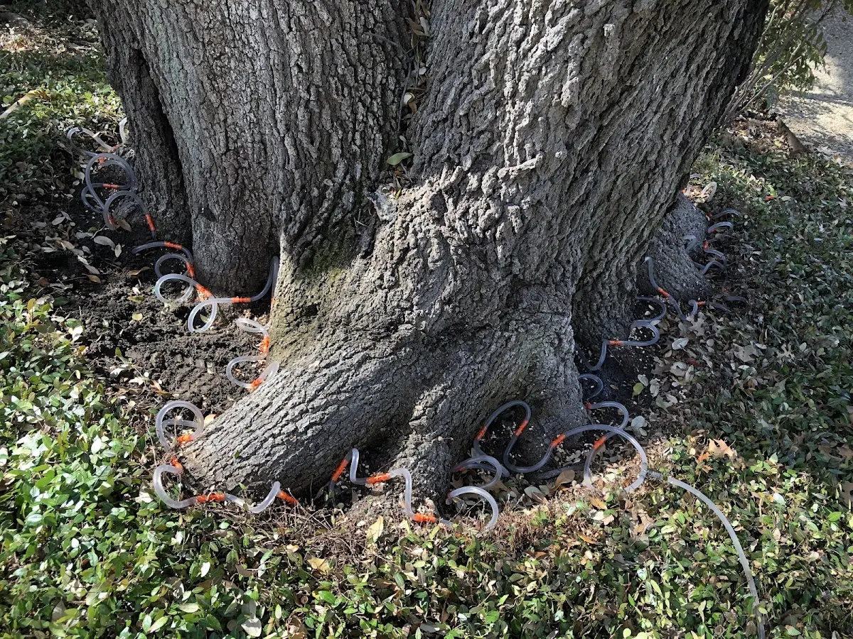 Detailed Tree Cabling and Bracing job site in Summit Point