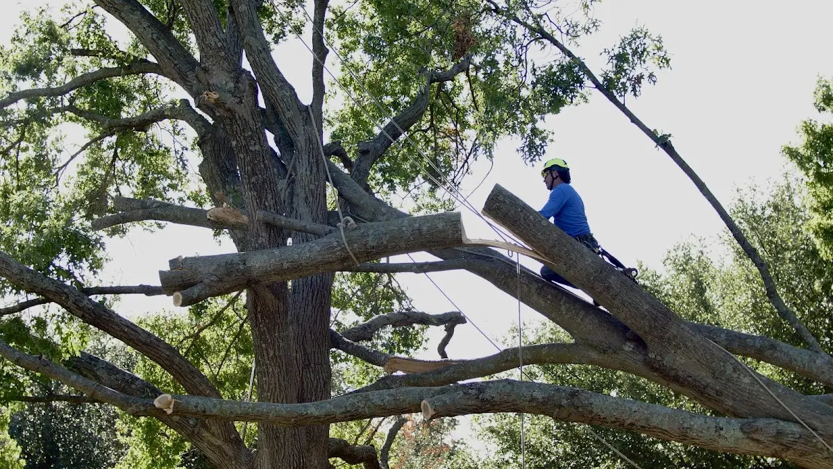 Professional Crown Thinning performed by certified arborists in Summit Point